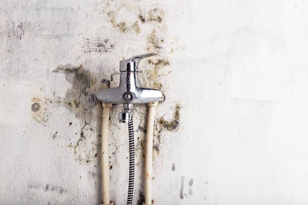 Best Best Mold Removal Companies  in Hillcrest, CA