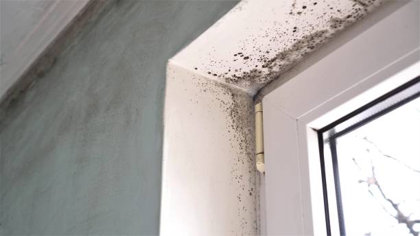 Best Same-Day Mold Removal  in Hillcrest, CA