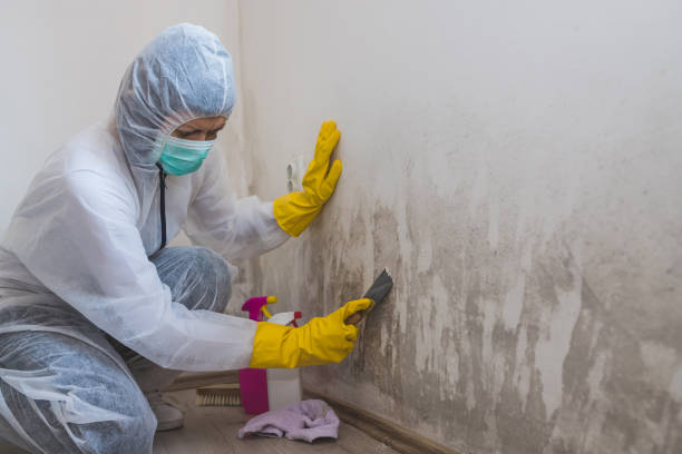 Best Emergency Mold Removal  in Hillcrest, CA