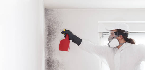 Best Affordable Mold Removal  in Hillcrest, CA