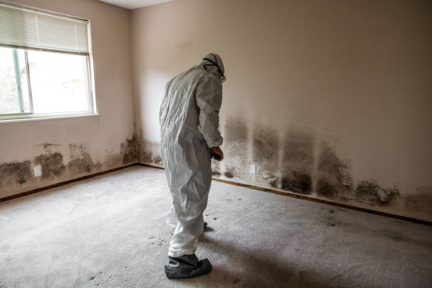 Reliable Hillcrest, CA Mold Removal Solutions