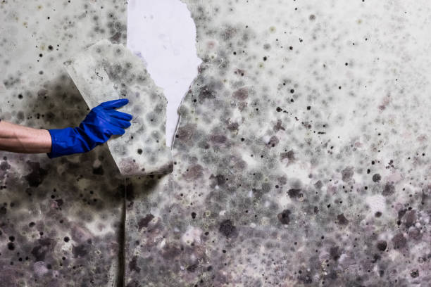 Best Mold Testing  in Hillcrest, CA