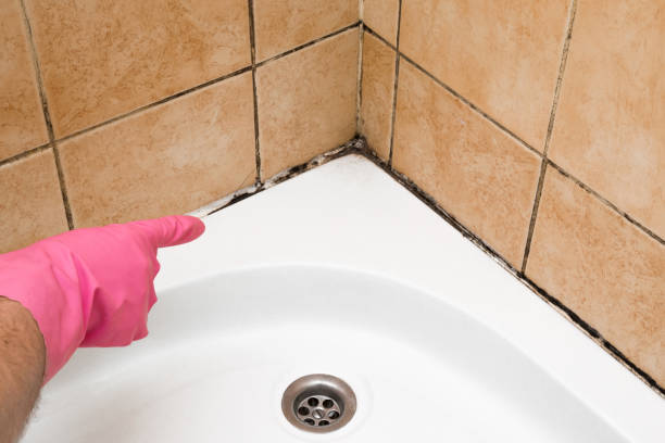 Best Certified Mold Removal  in Hillcrest, CA